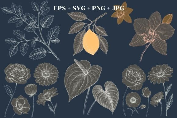 Vintage Botanical Flower Floral Clipart Graphics and Illustrations